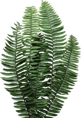 Fern leaves