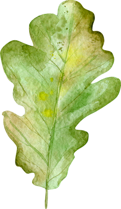 watercolor illustration autumn oak leaf