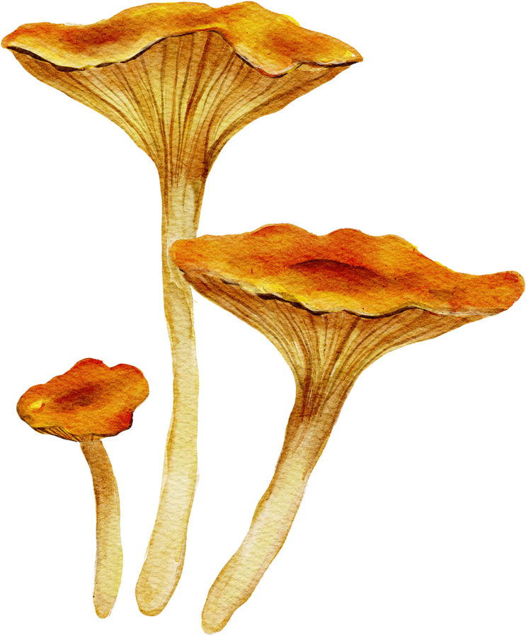 Chanterelle Mushrooms Watercolor