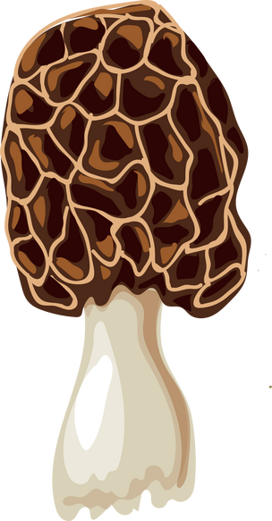 Morel mushroom grows in the forest.